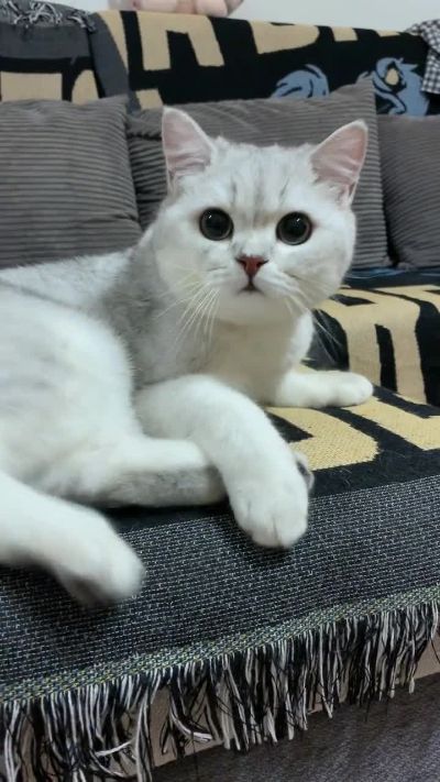 找搭子