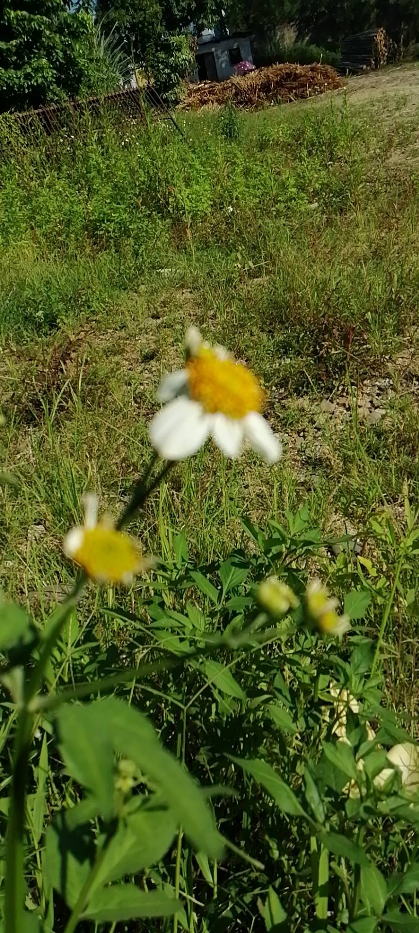丛丛相亲交友平台