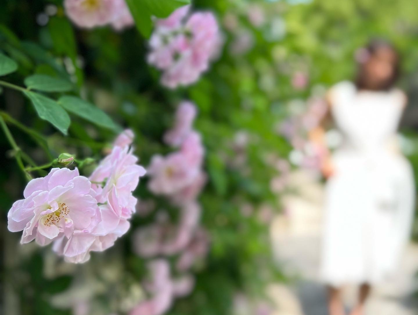 丛丛相亲交友平台