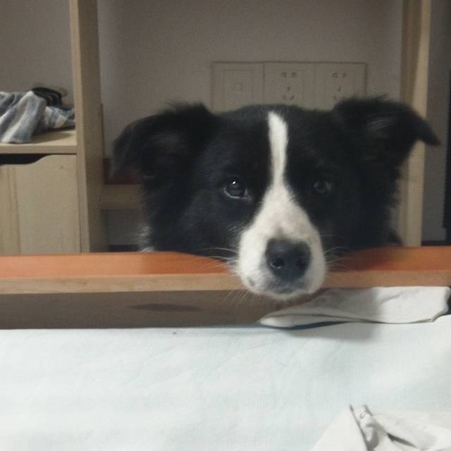 找搭子