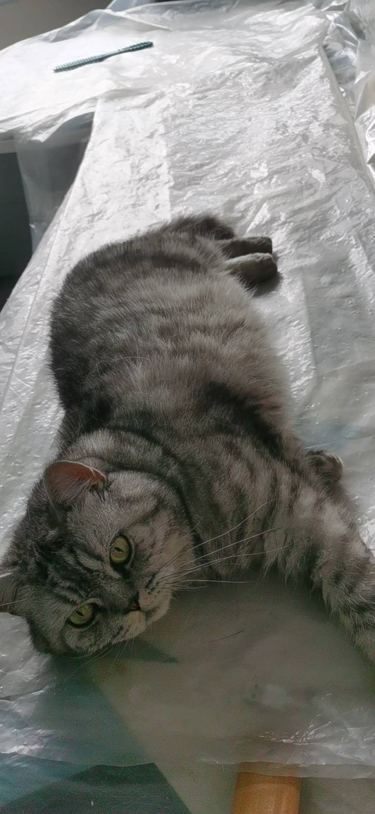 丛丛相亲交友平台