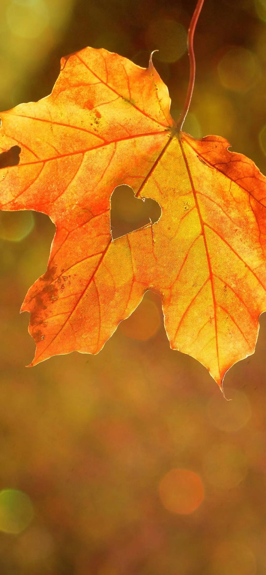 丛丛相亲交友平台