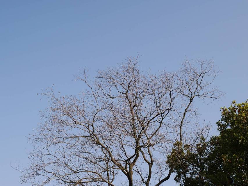 丛丛相亲交友平台