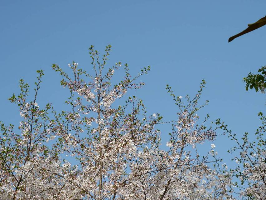 丛丛相亲交友平台