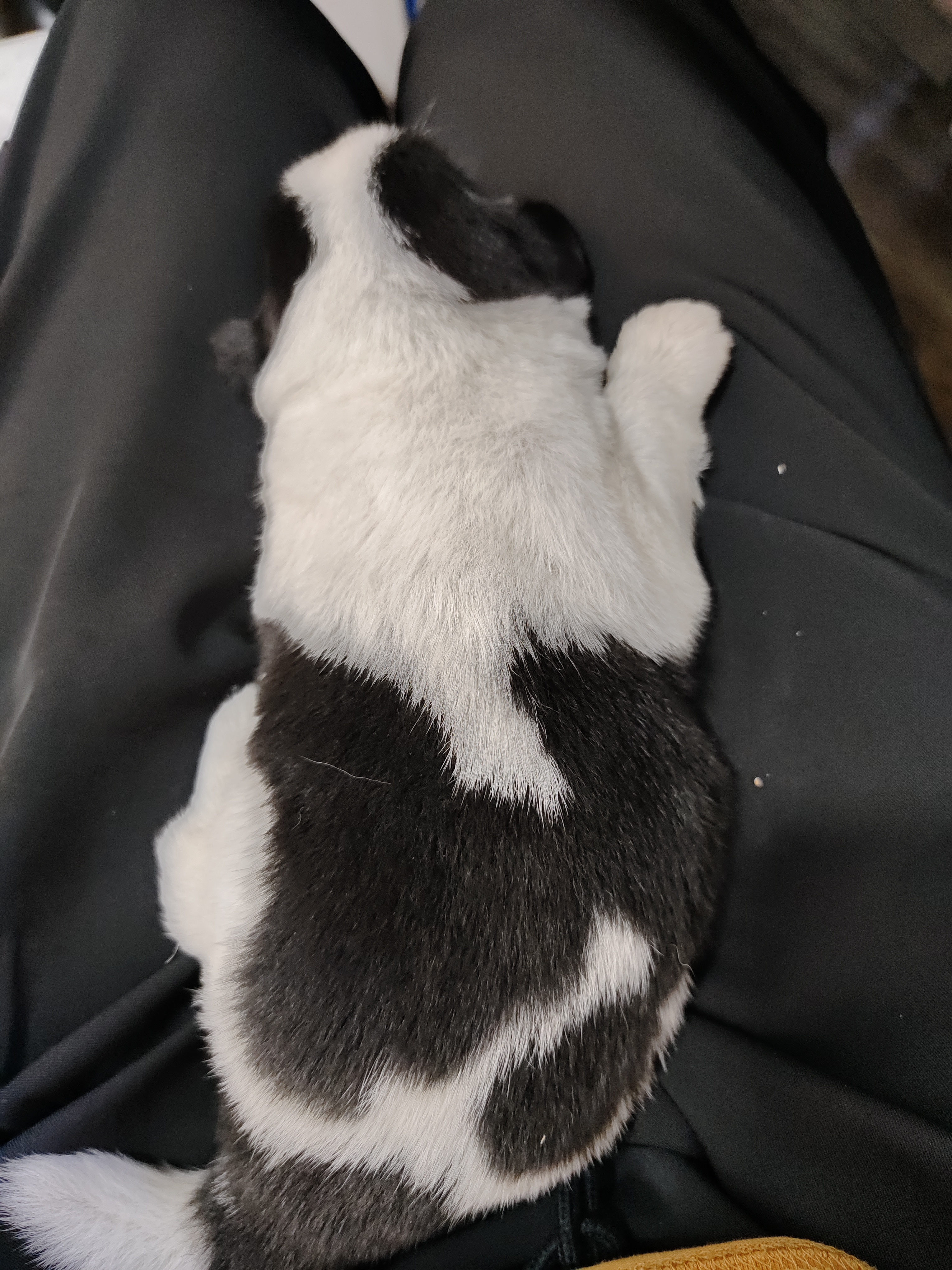 丛丛相亲交友平台