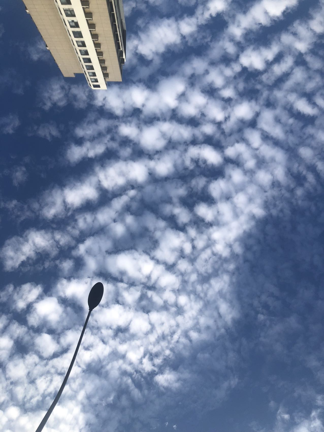 丛丛相亲交友平台