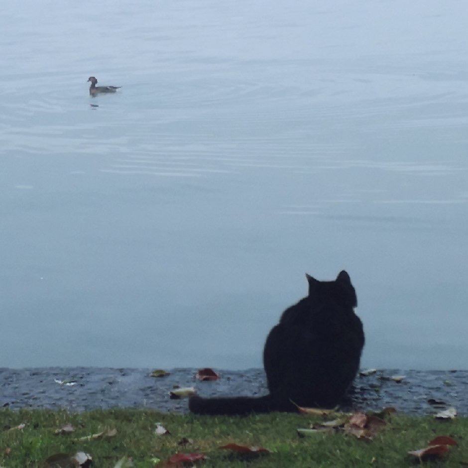 丛丛相亲交友平台