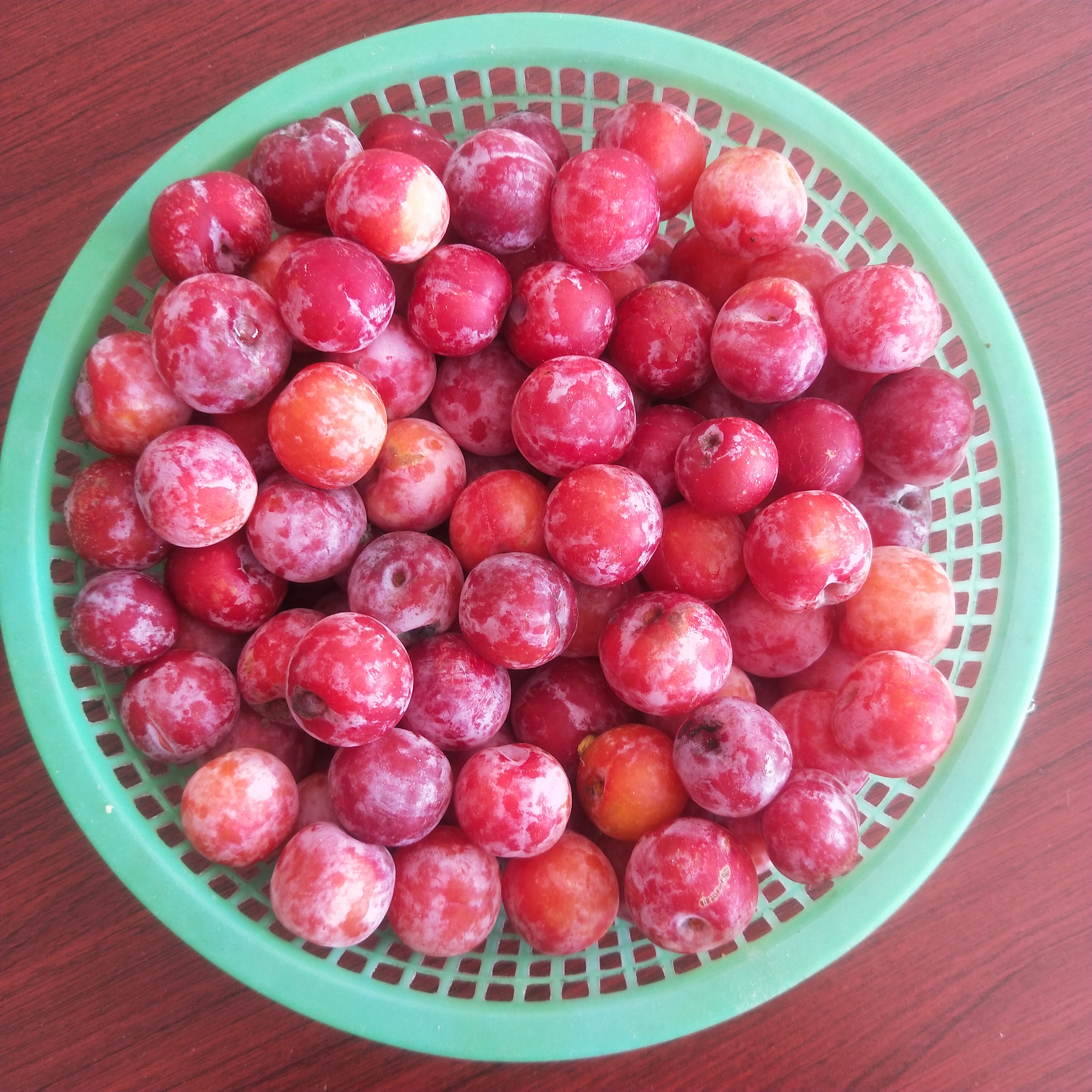 丛丛相亲交友平台