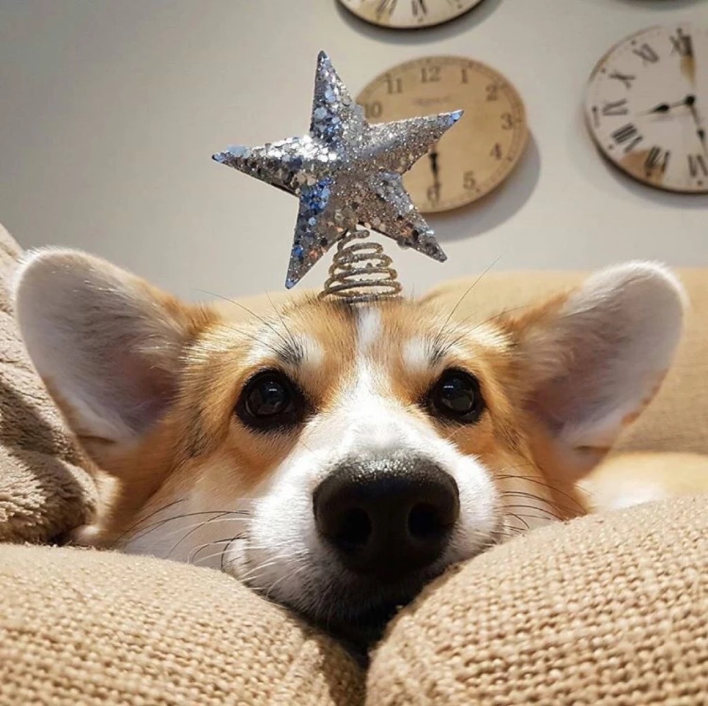 丛丛相亲交友平台