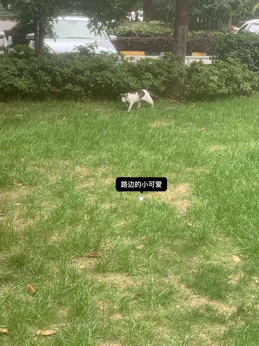 丛丛相亲交友平台