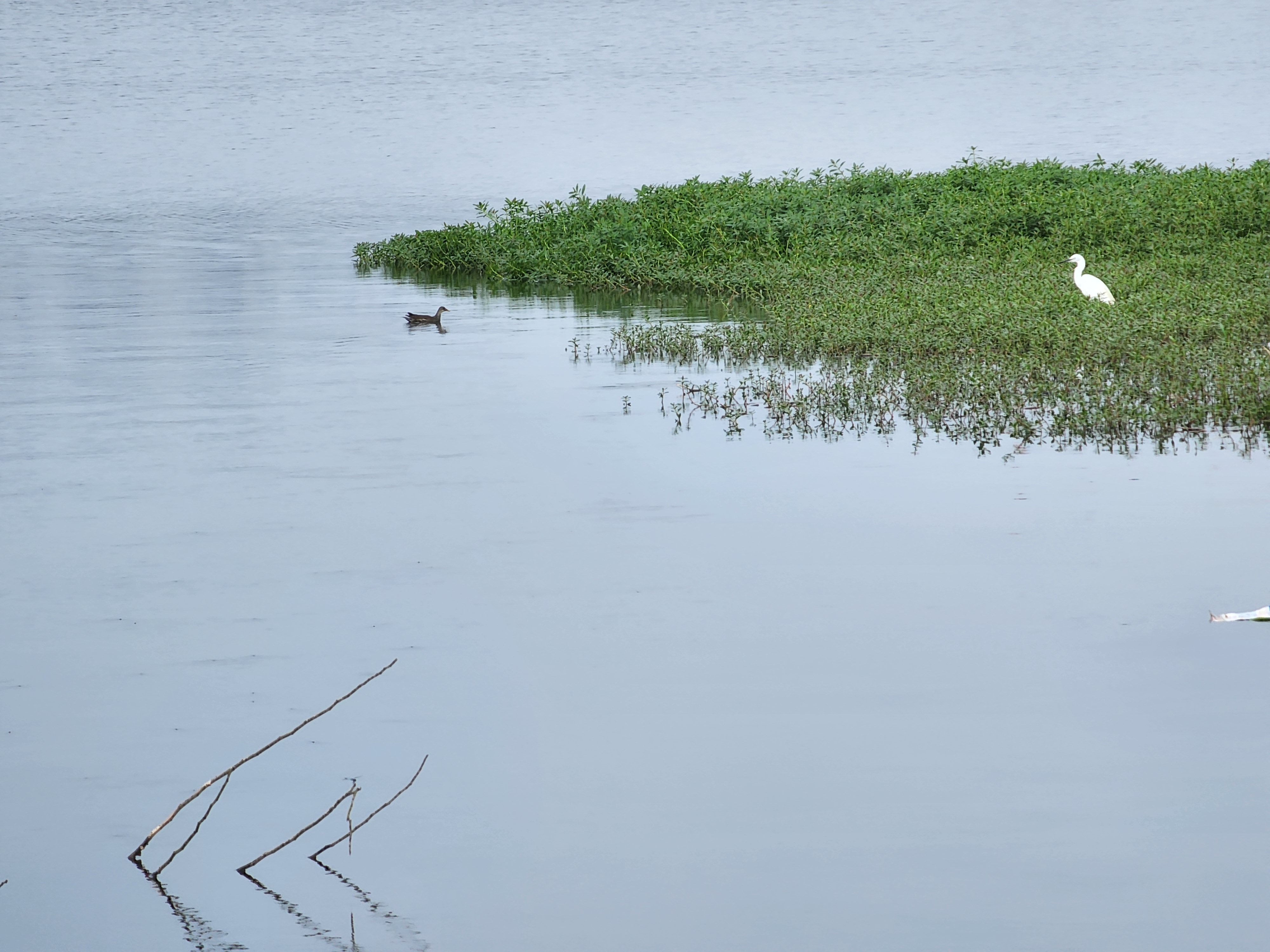 丛丛相亲交友平台