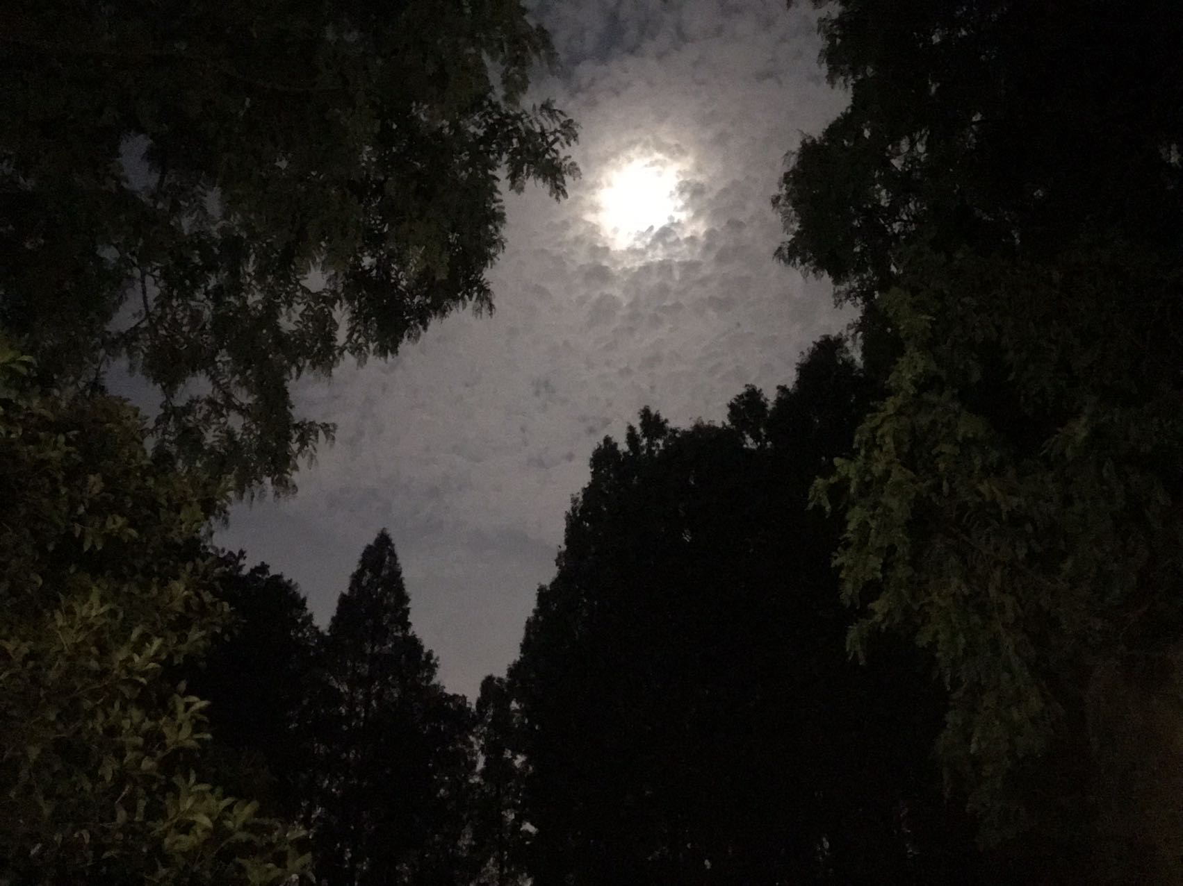 丛丛相亲交友平台