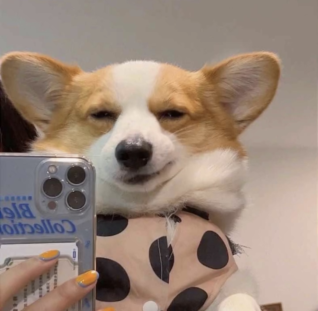 丛丛相亲交友平台