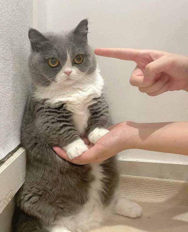 丛丛相亲交友平台