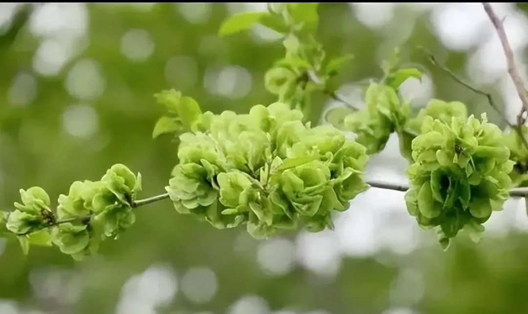 丛丛相亲交友平台