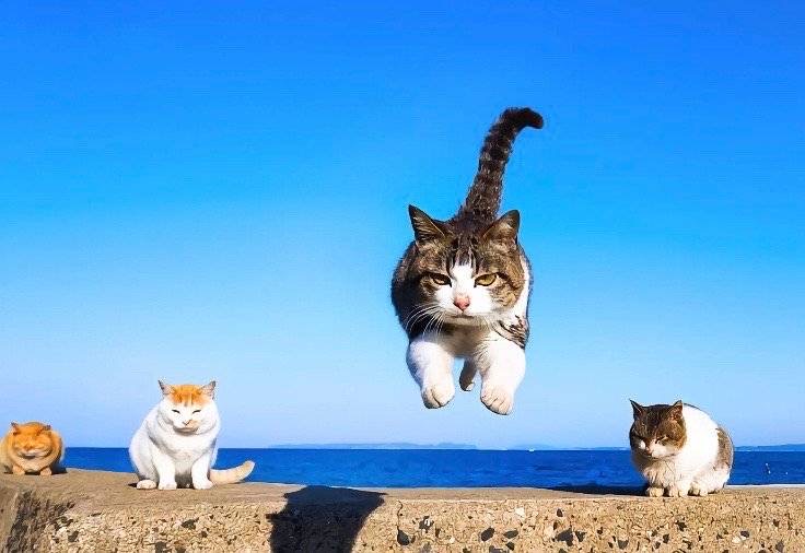 丛丛相亲交友平台