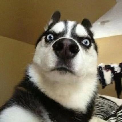 丛丛相亲交友平台