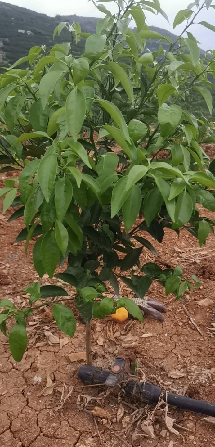 丛丛相亲交友平台