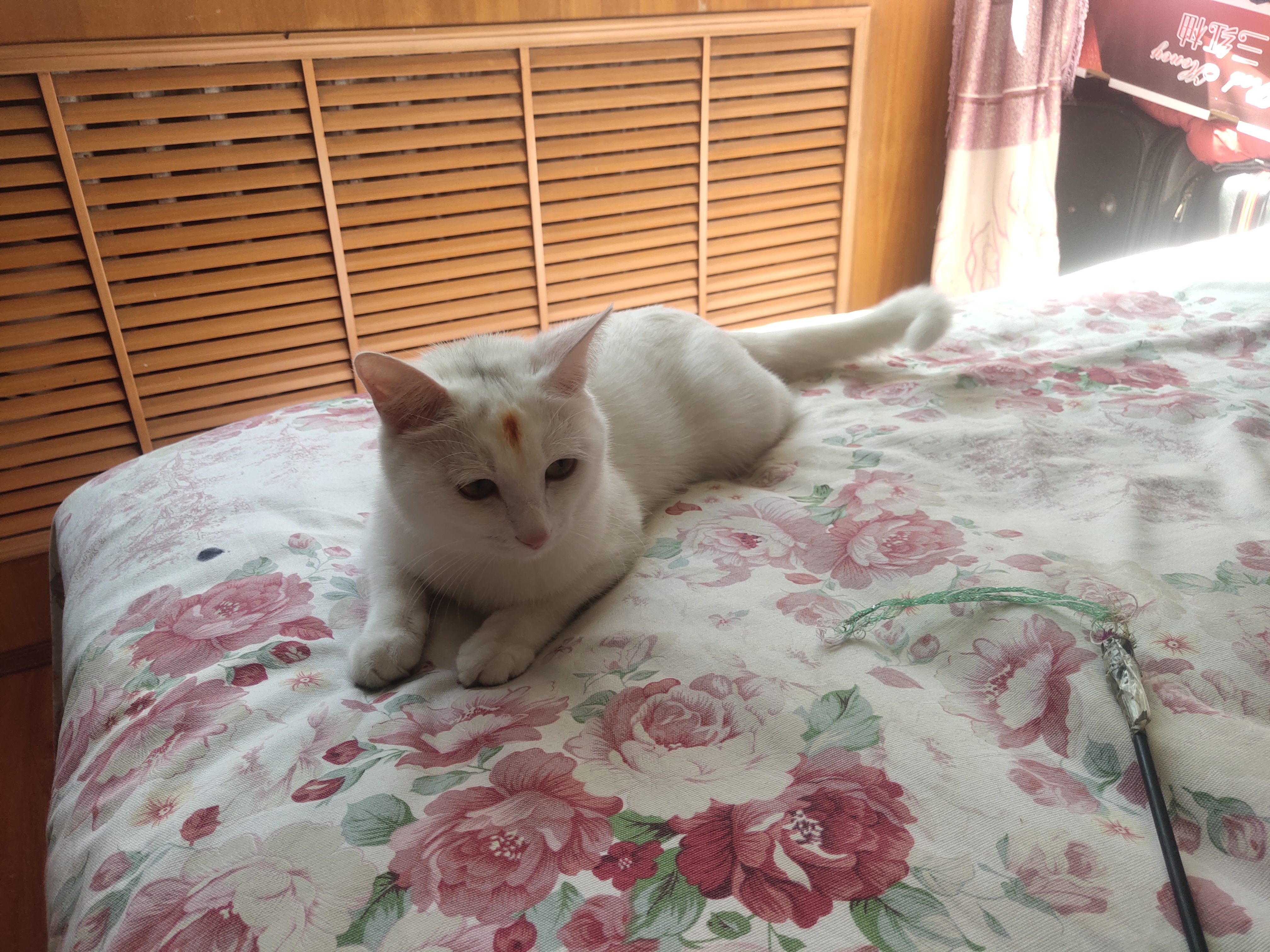 丛丛相亲交友平台