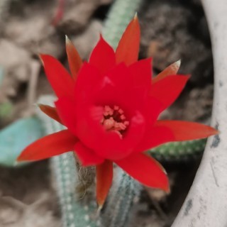 丛丛相亲交友平台