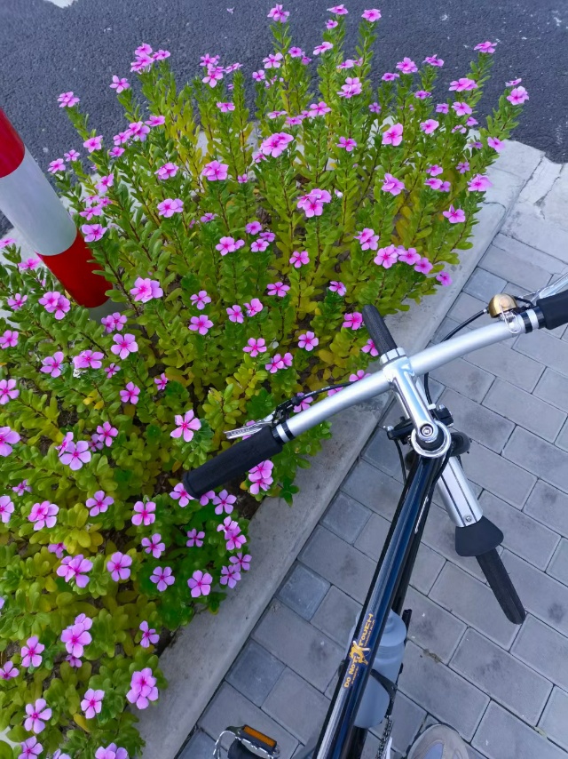 丛丛相亲交友平台