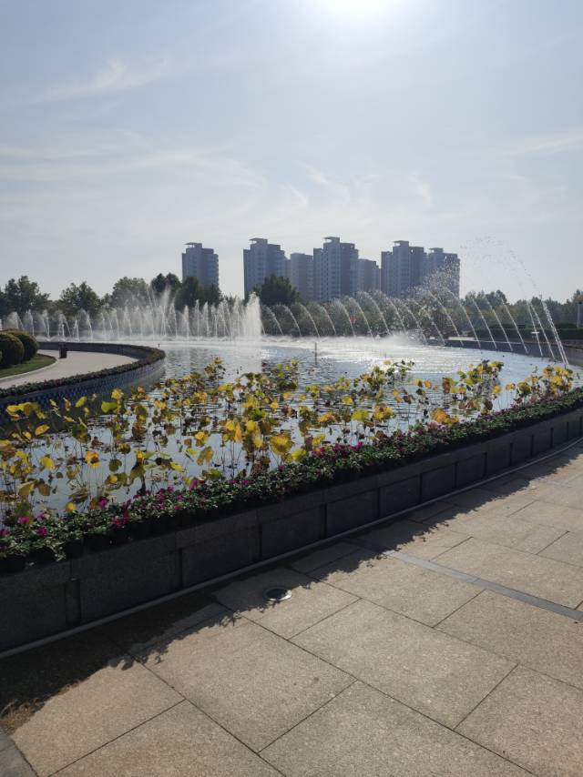 丛丛相亲交友平台