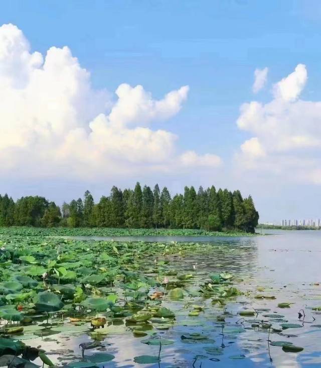 丛丛相亲交友平台