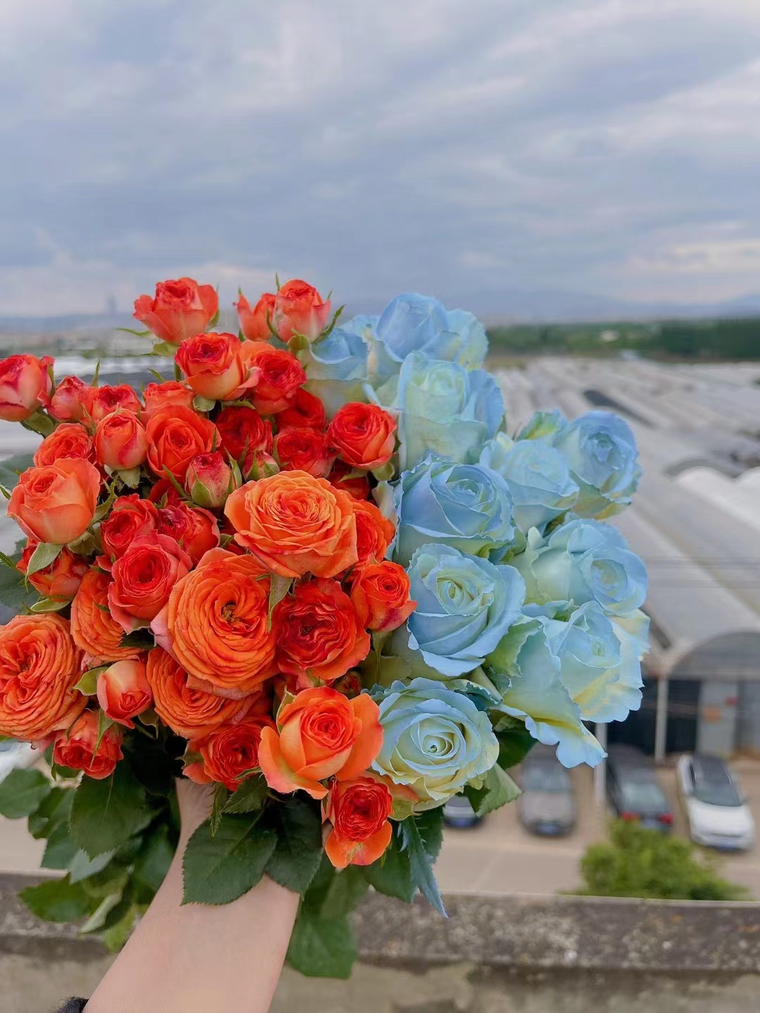 丛丛相亲交友平台