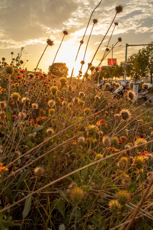 丛丛相亲交友平台
