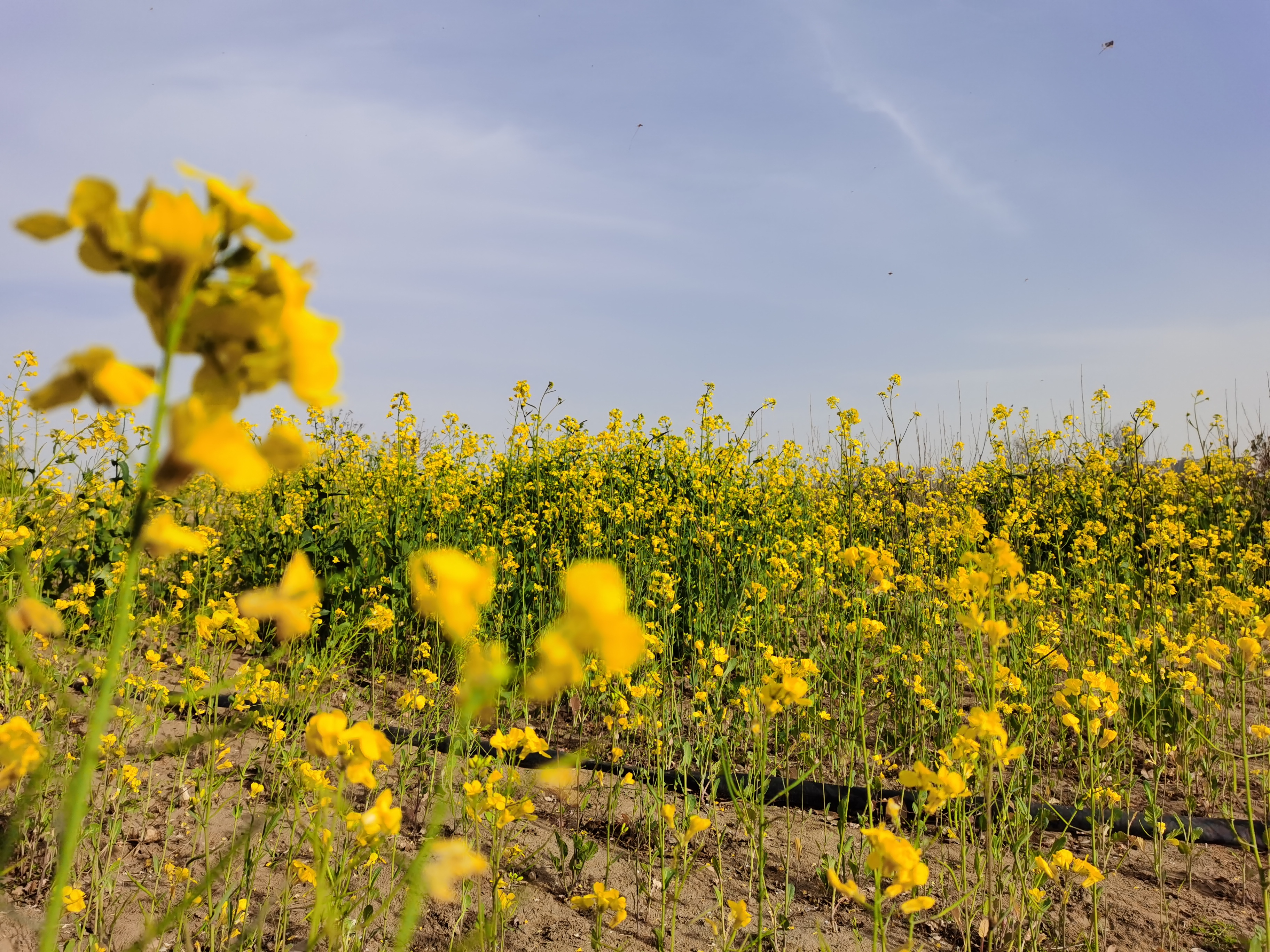 丛丛相亲交友平台
