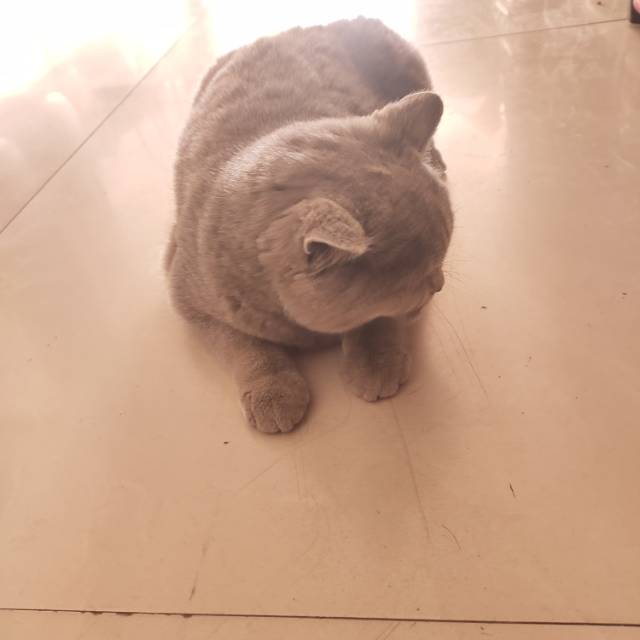 丛丛相亲交友平台