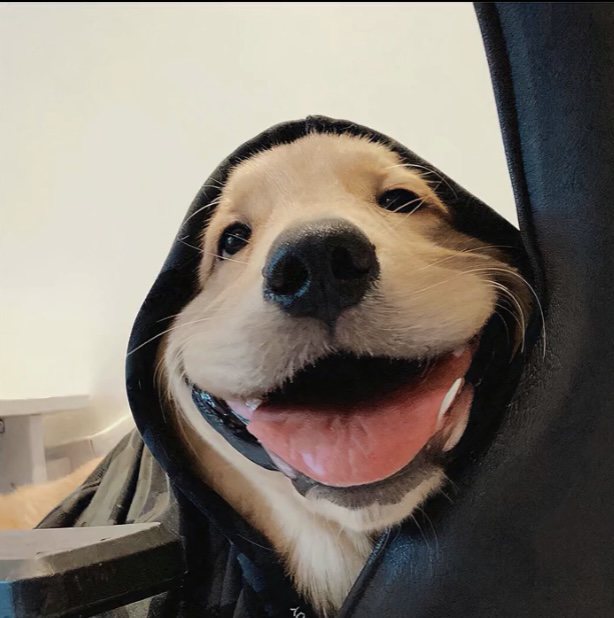 丛丛相亲交友平台