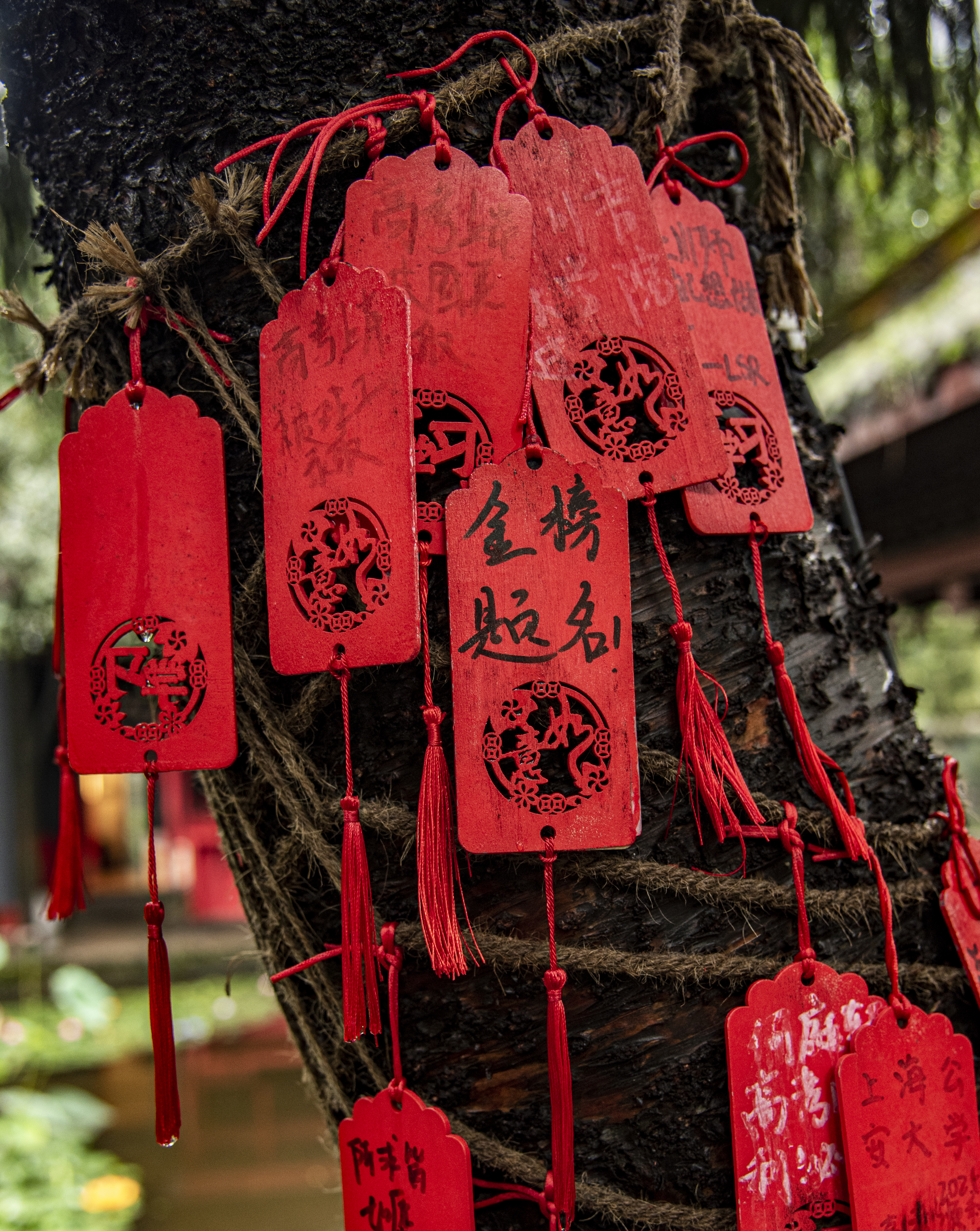 丛丛相亲交友平台