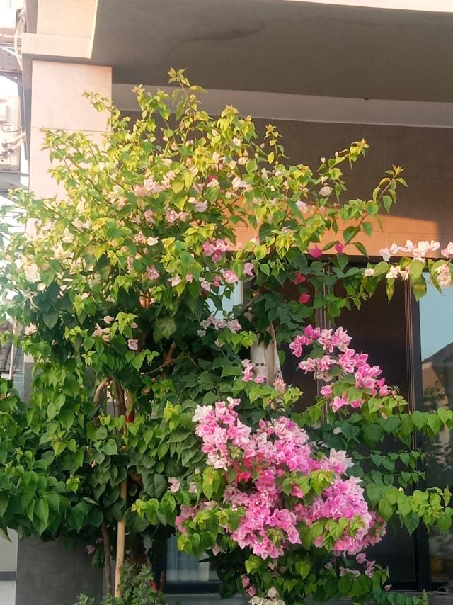 丛丛相亲交友平台