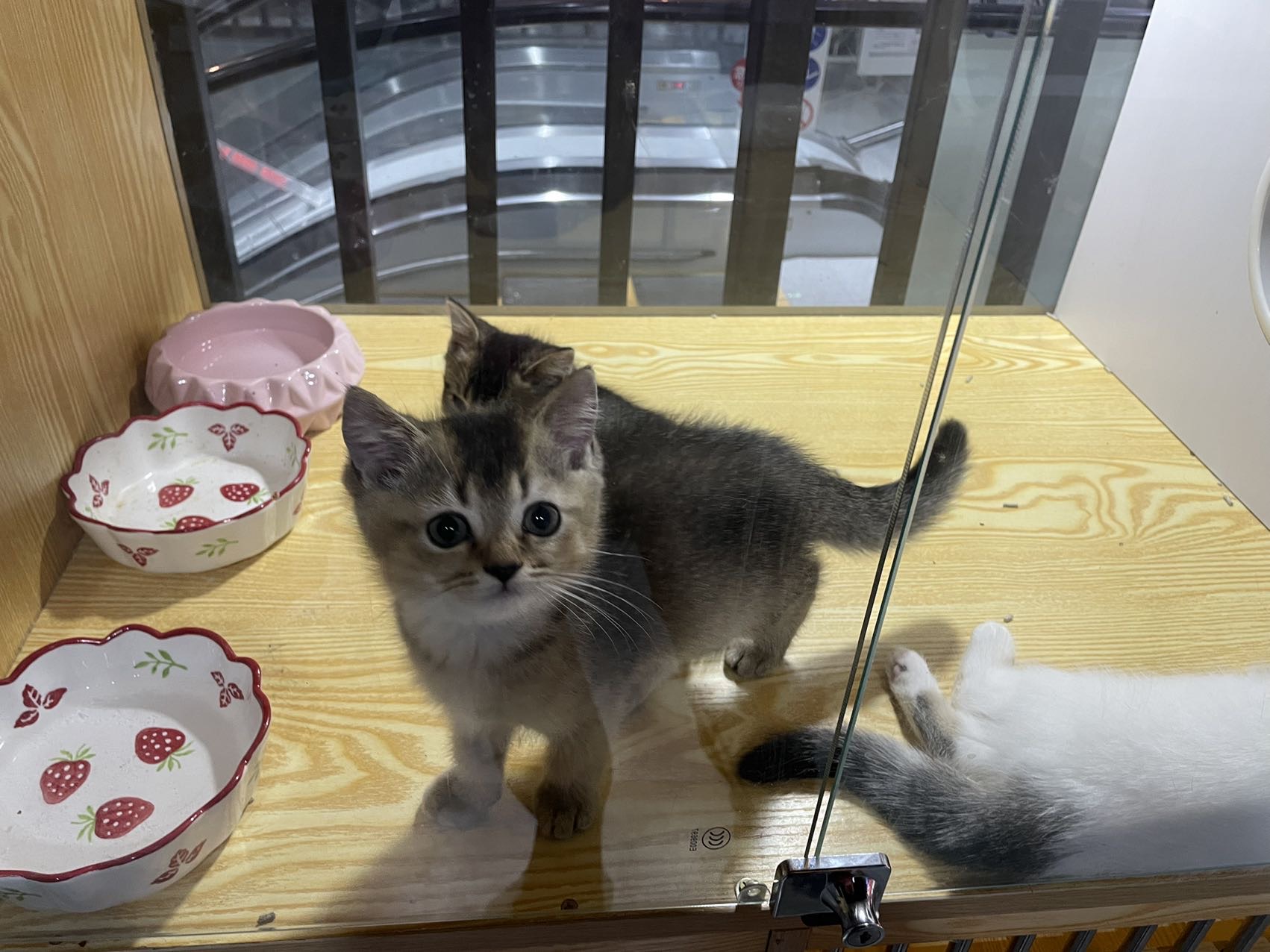 丛丛相亲交友平台