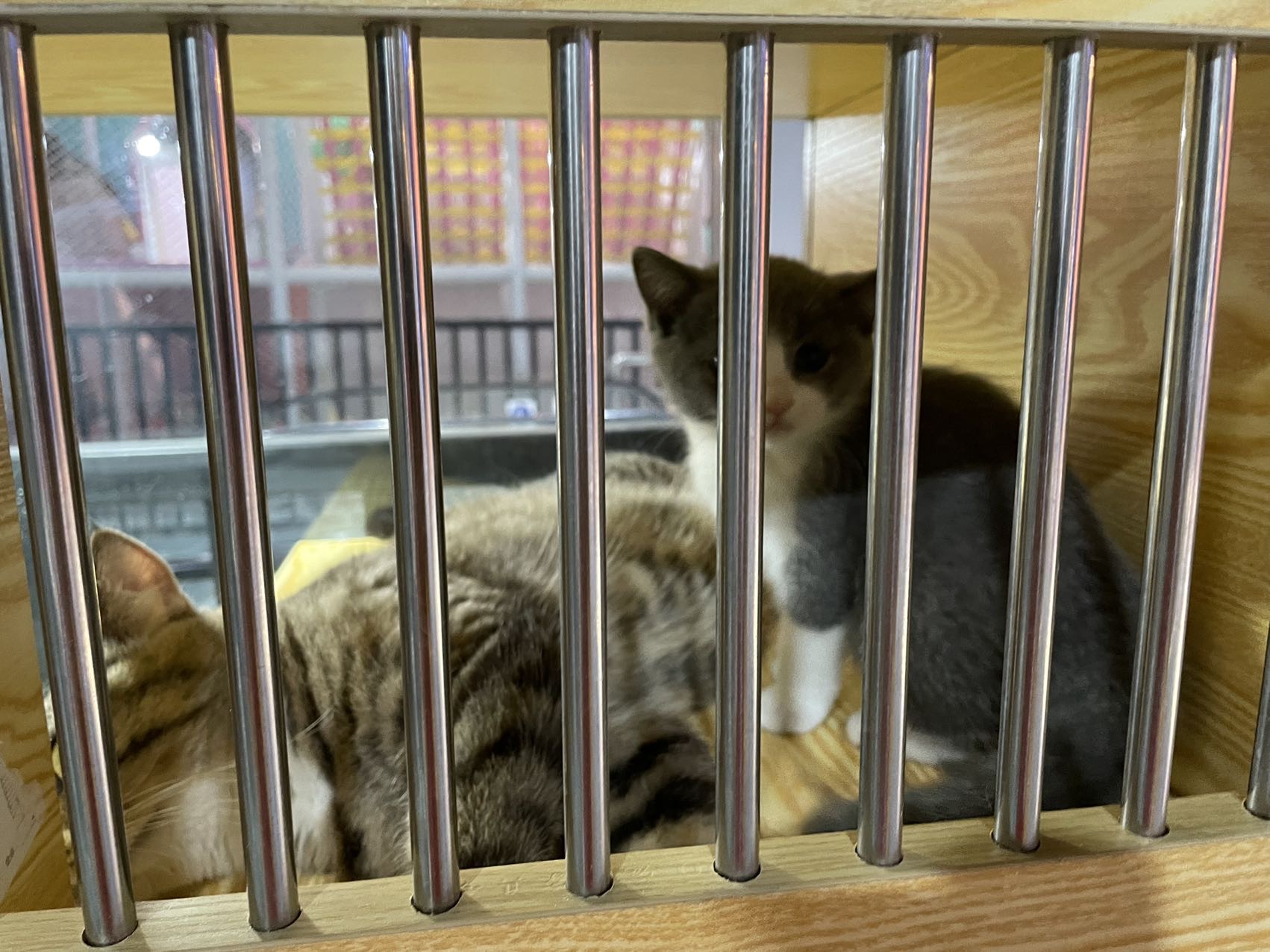 丛丛相亲交友平台