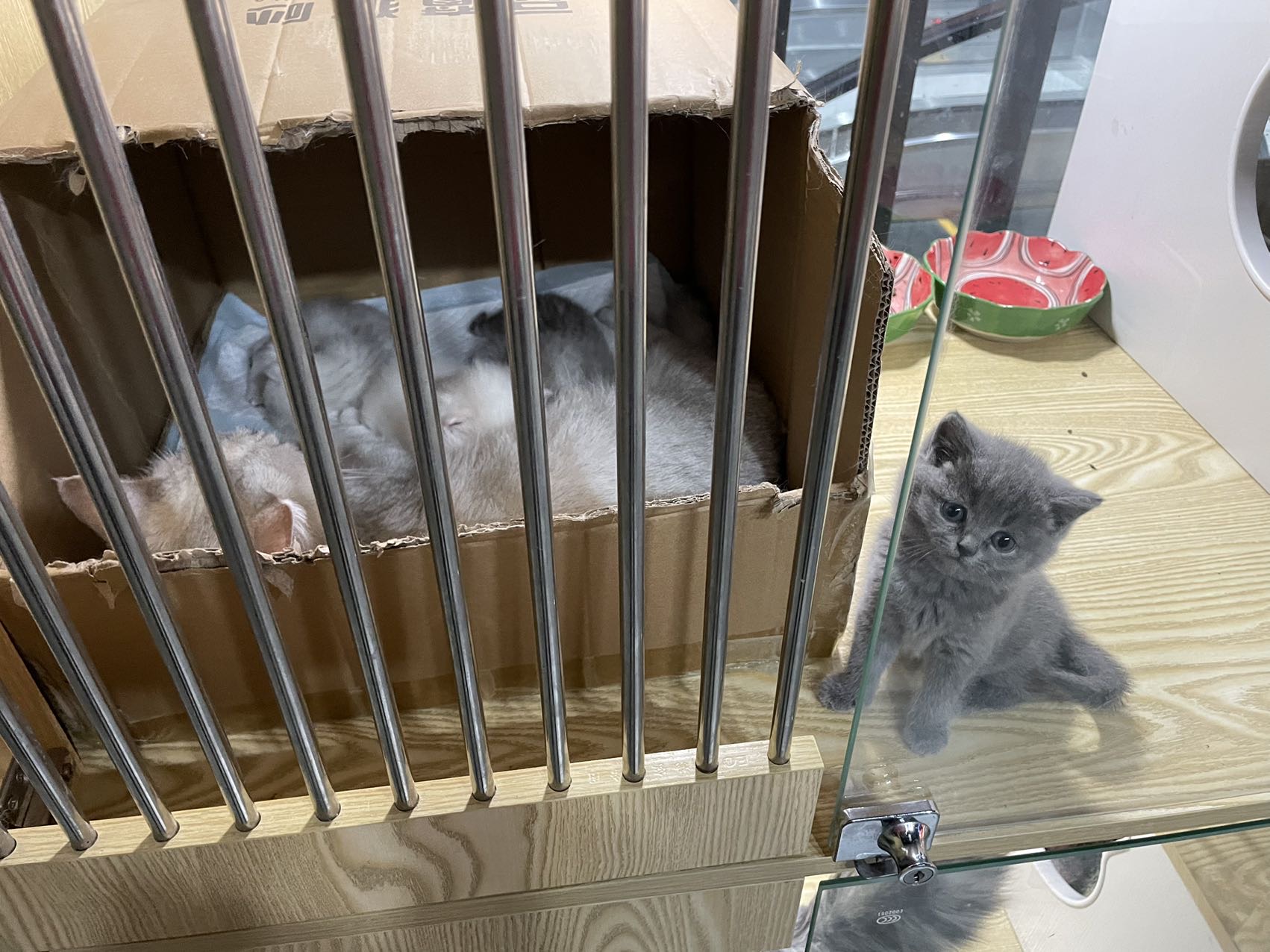 丛丛相亲交友平台