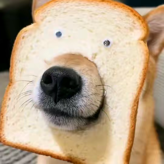 丛丛相亲交友平台