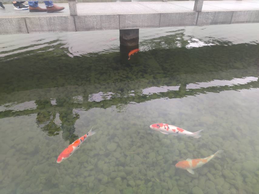 丛丛相亲交友平台