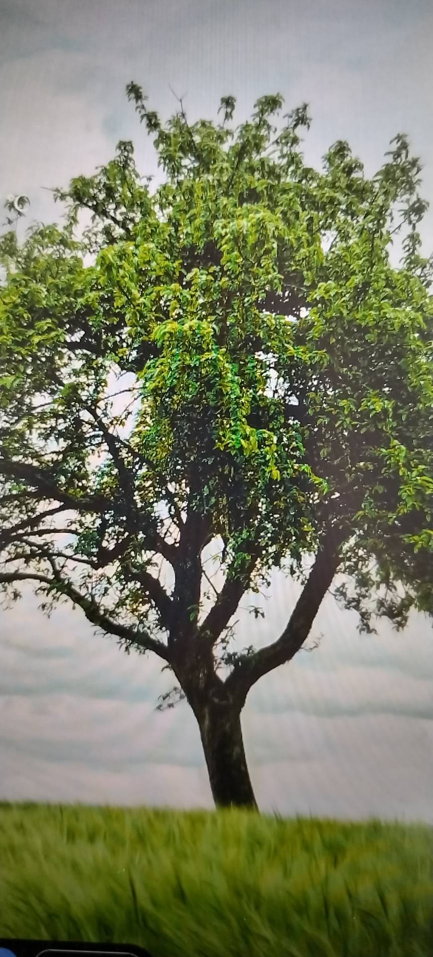 丛丛相亲交友平台