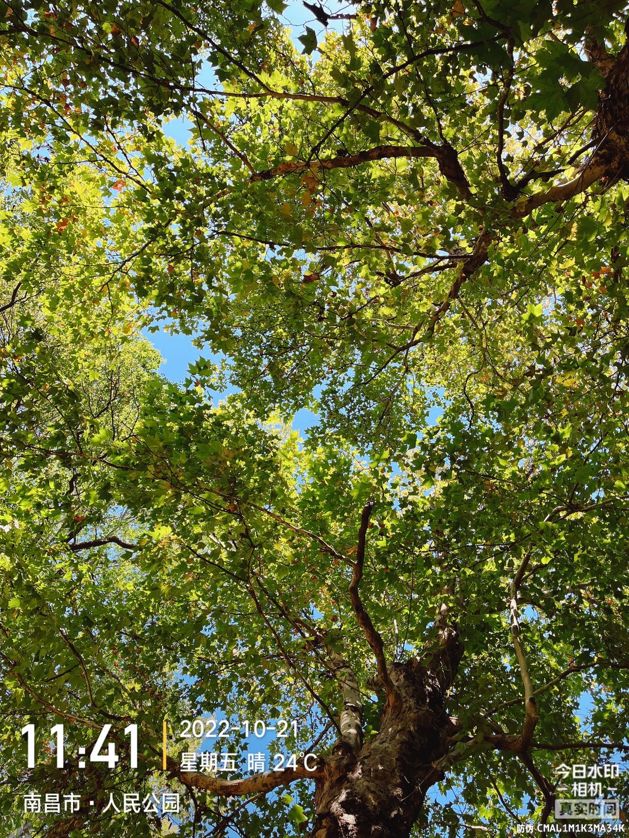 丛丛相亲交友平台