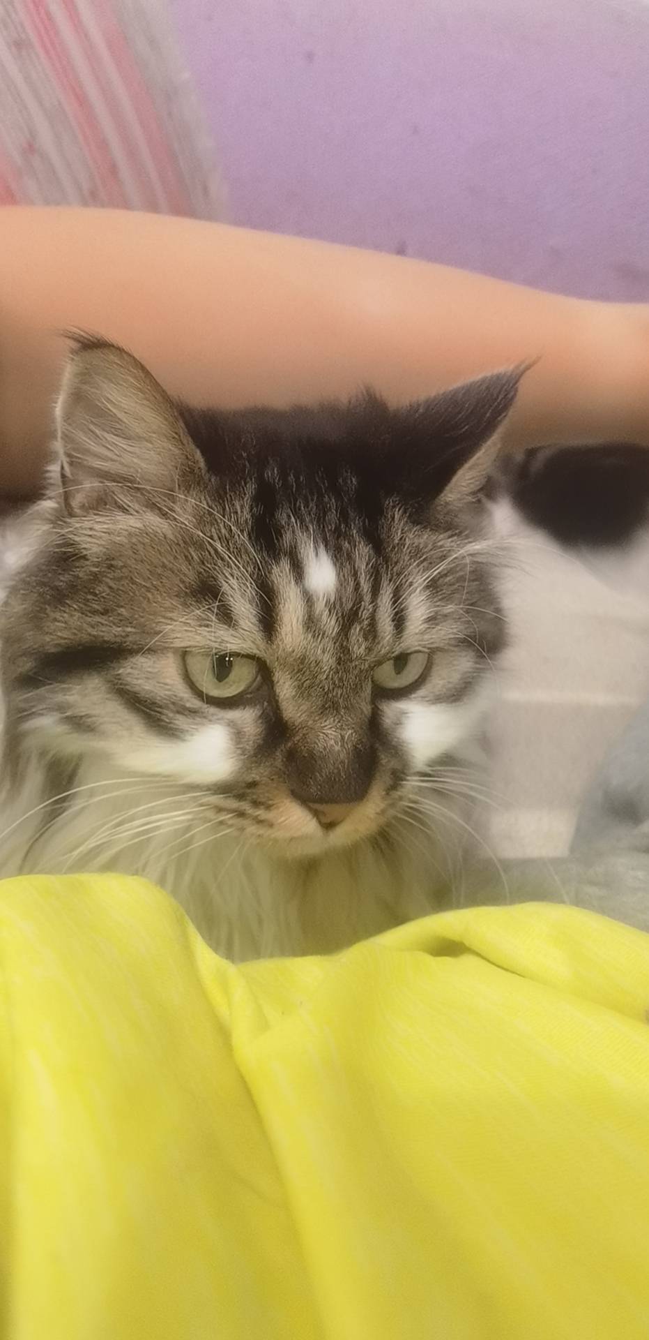 丛丛相亲交友平台