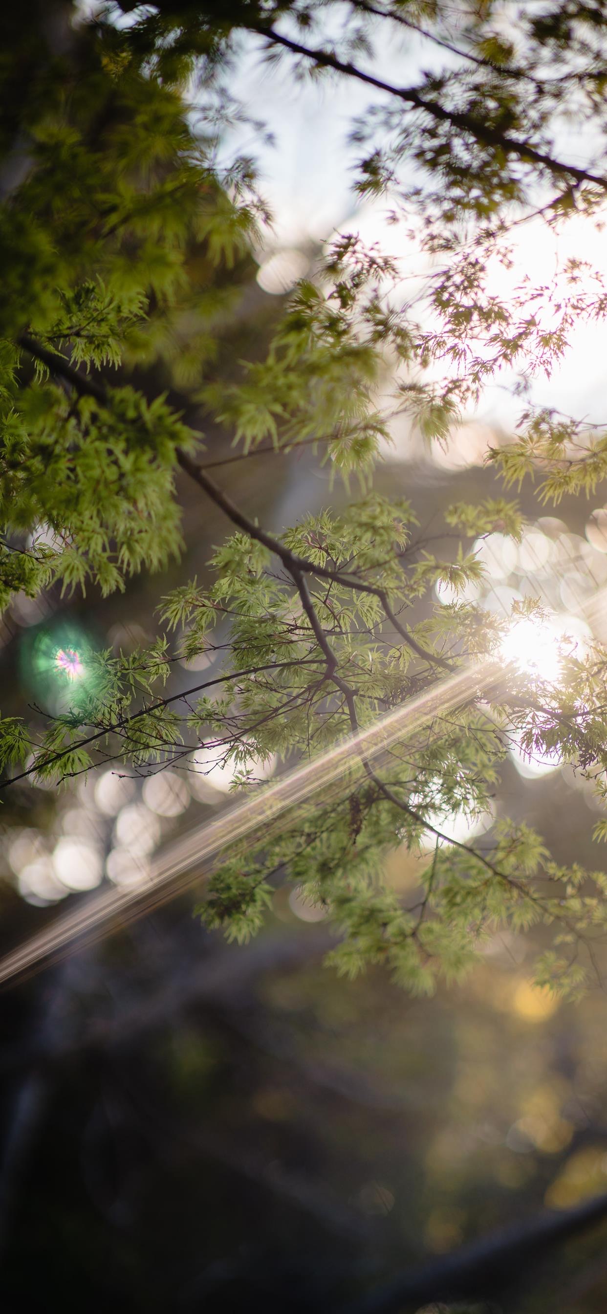 丛丛相亲交友平台