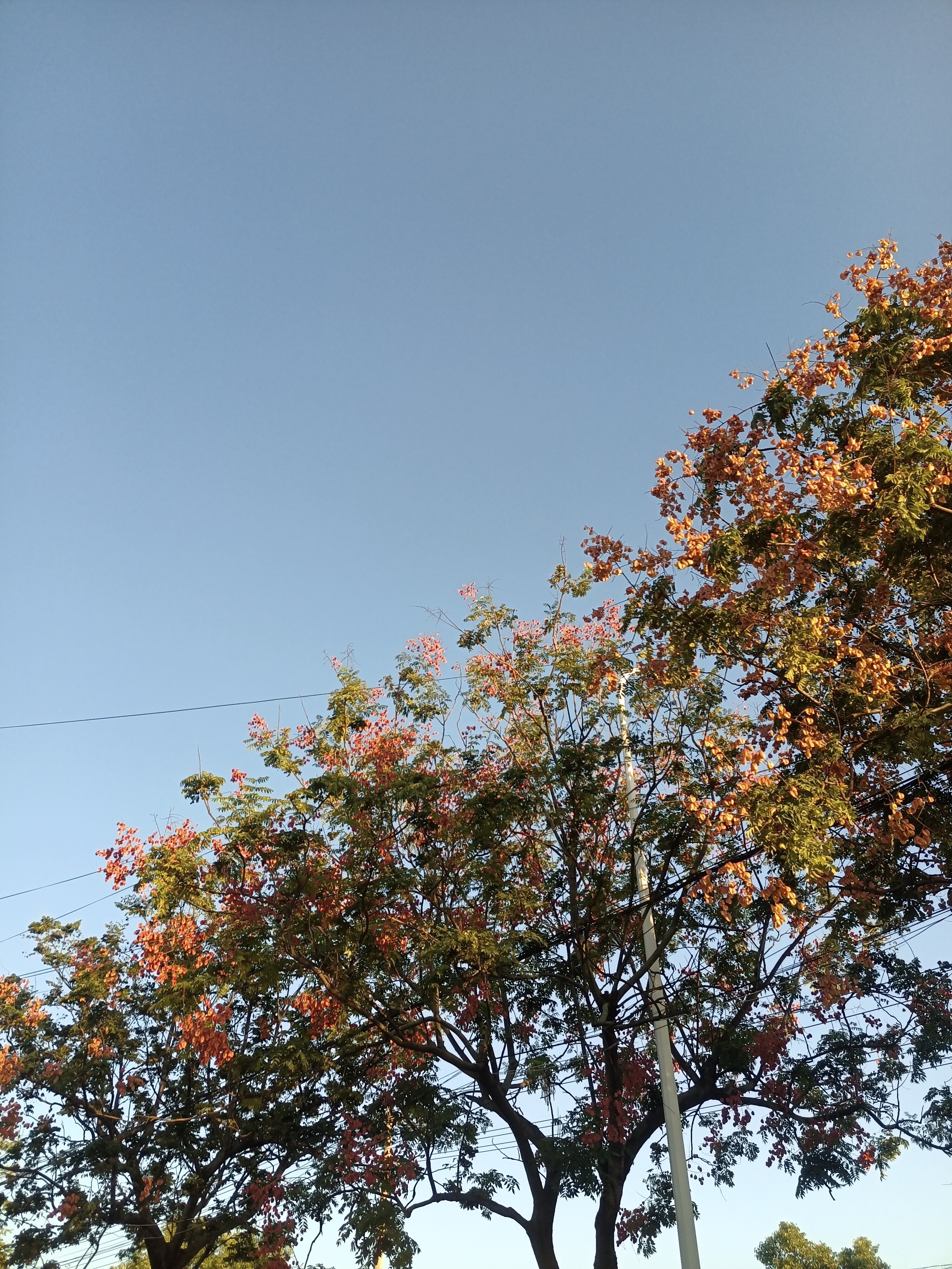 丛丛相亲交友平台