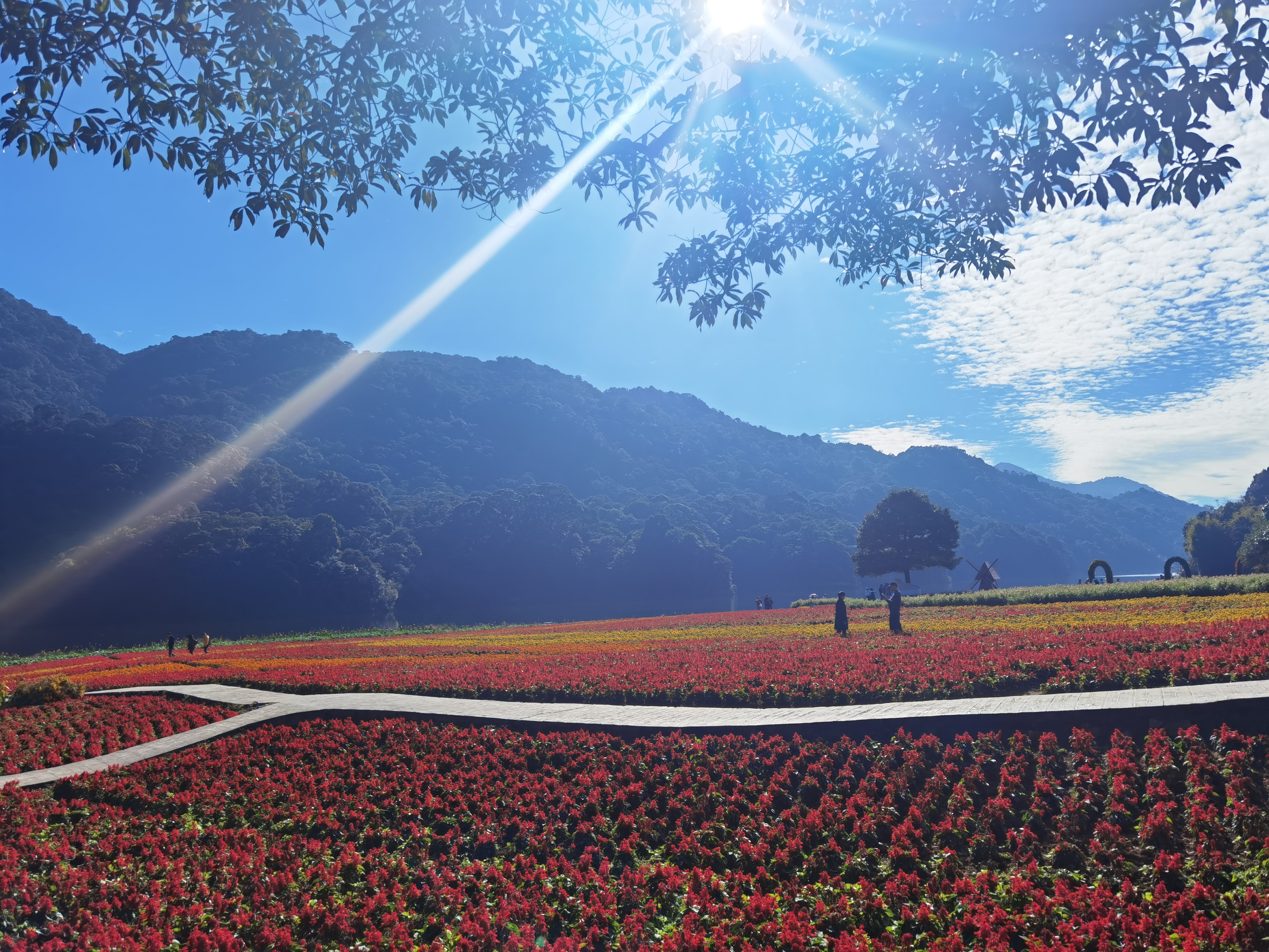 丛丛相亲交友平台
