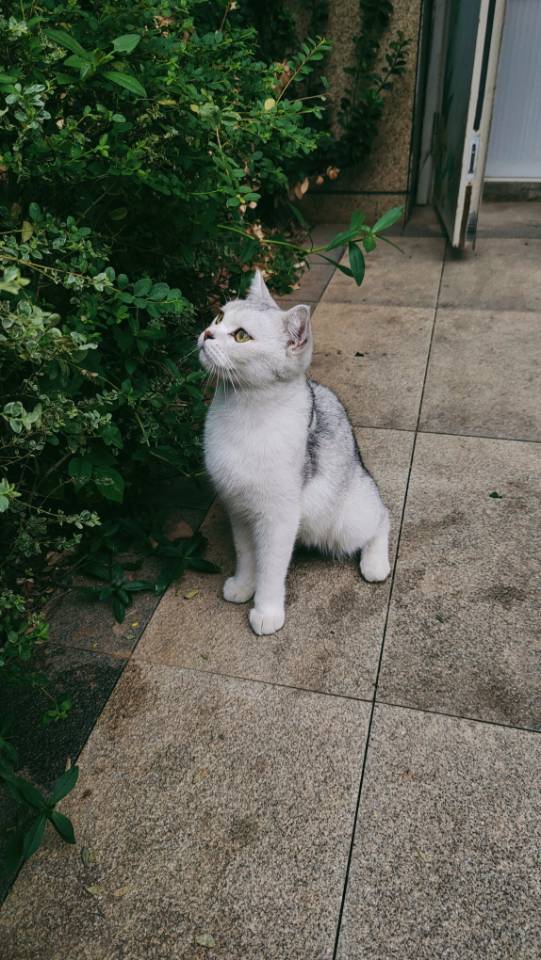 丛丛相亲交友平台