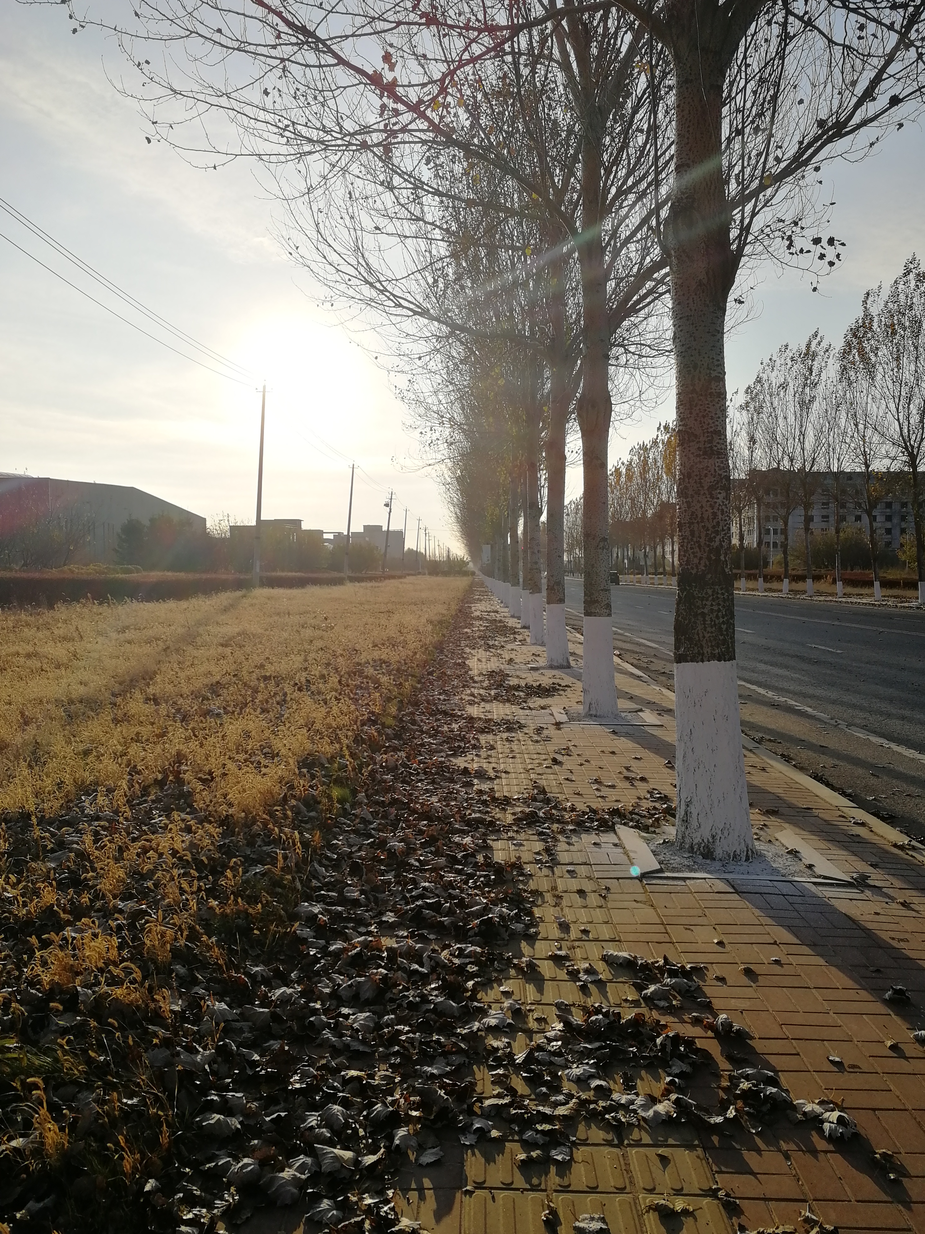 丛丛相亲交友平台