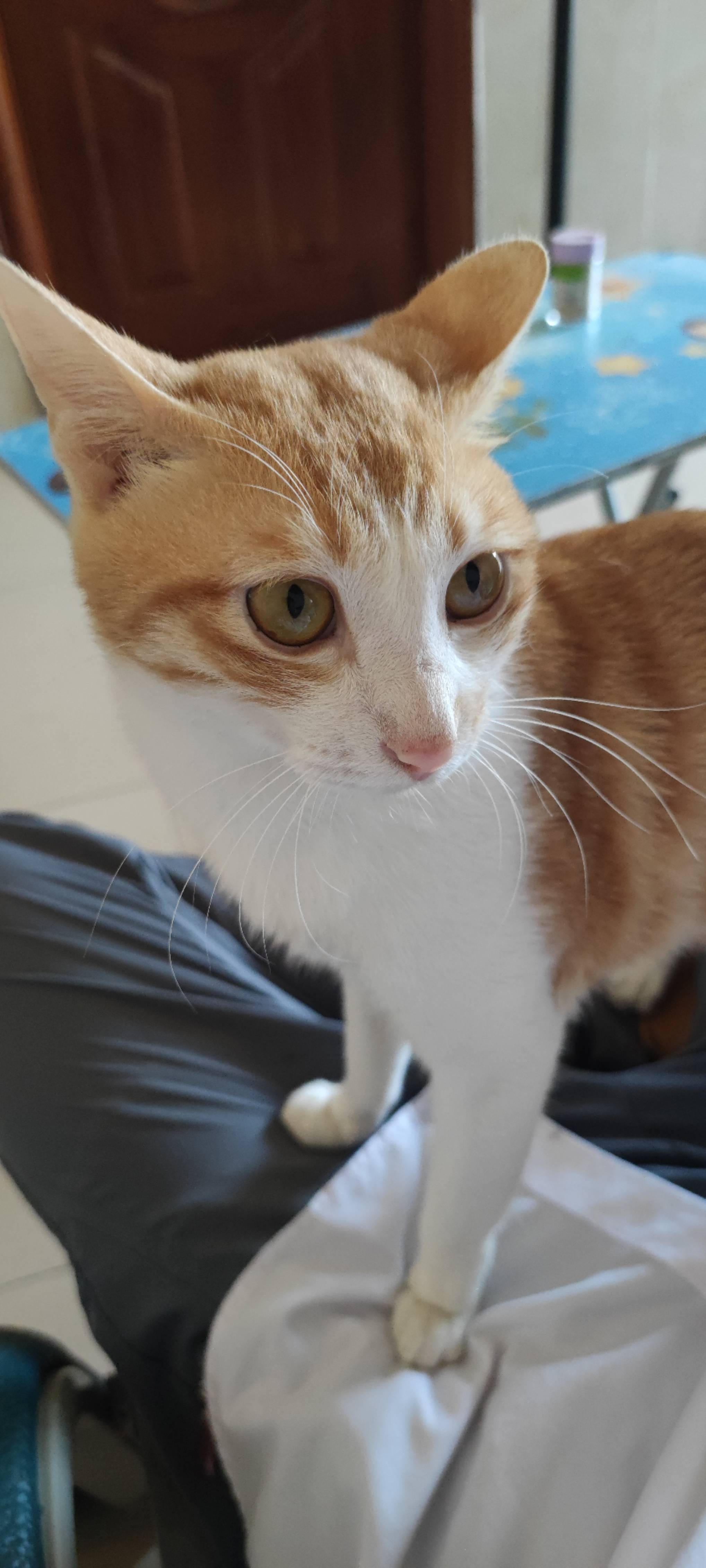 丛丛相亲交友平台