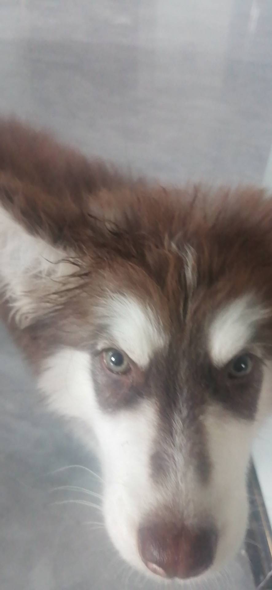 丛丛相亲交友平台