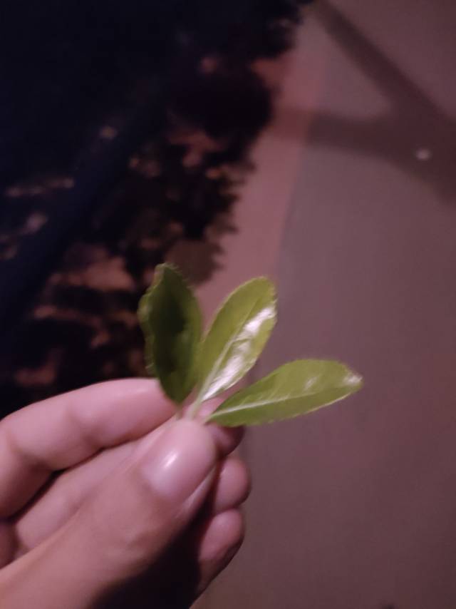 找搭子